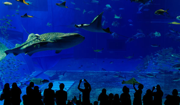 Shedd Aquarium Chicago Illinois IL  Rising Elongated Pressed